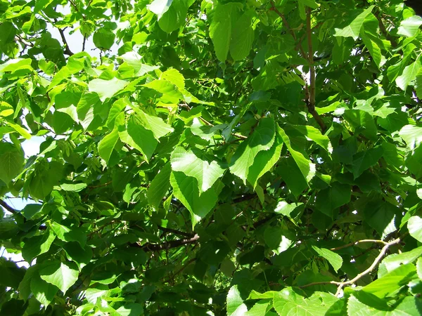 Zielonymi gałązkami w lecie — Zdjęcie stockowe