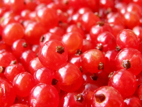 Red currant - red berries