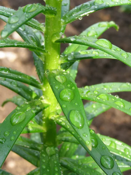 Droppar på den gröna växten — Stockfoto