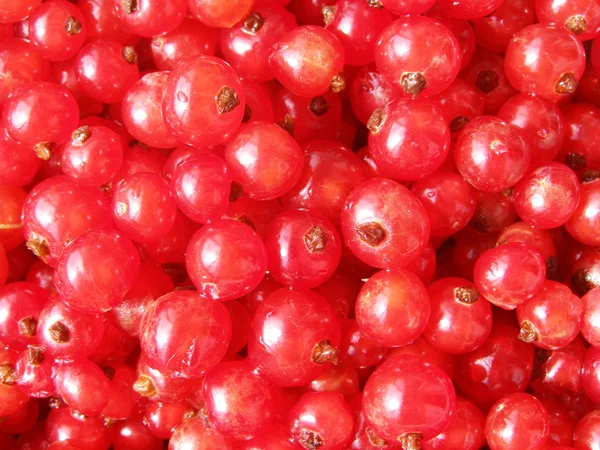 La grosella roja - las bayas dulces veraniegas — Foto de Stock