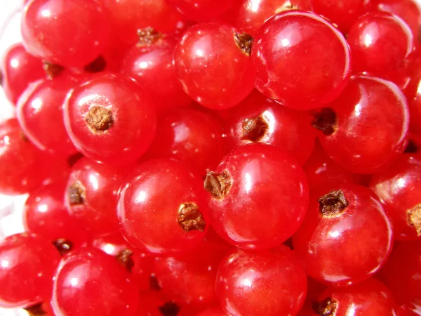 红醋栗-夏天浆果 — 图库照片