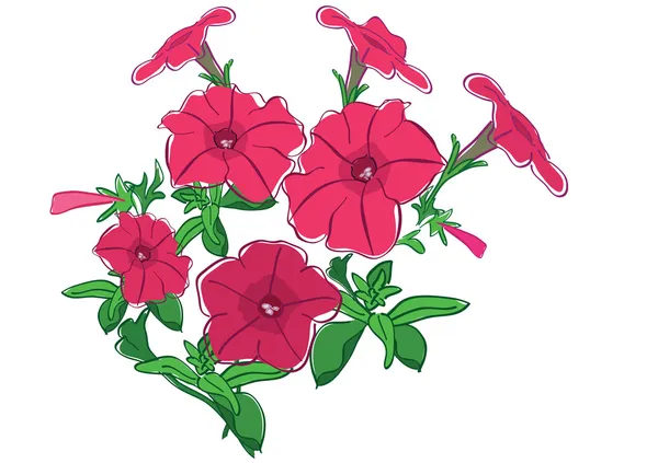 Gruppo di fiori estivi - petunia rossa - vettore — Vettoriale Stock