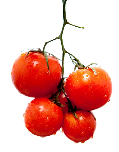 Čerstvé červené rajče — Stock fotografie