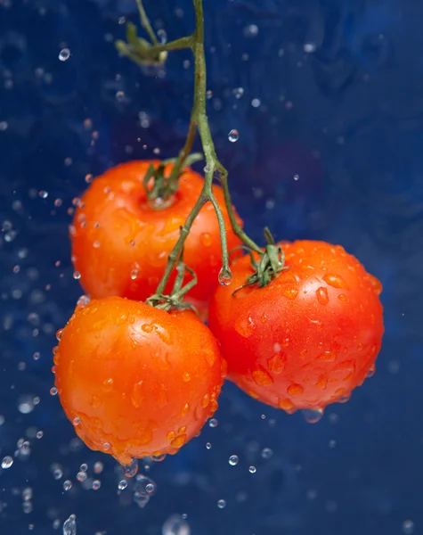 stock image Fresh tomato