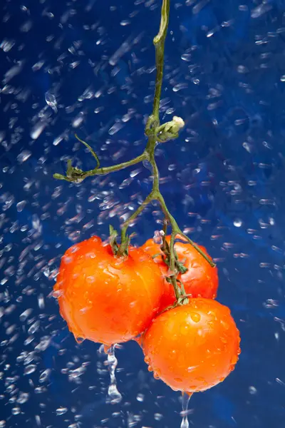 Pomodoro fresco — Foto Stock