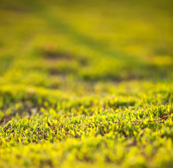 Gräs i solnedgångsljus — Stockfoto