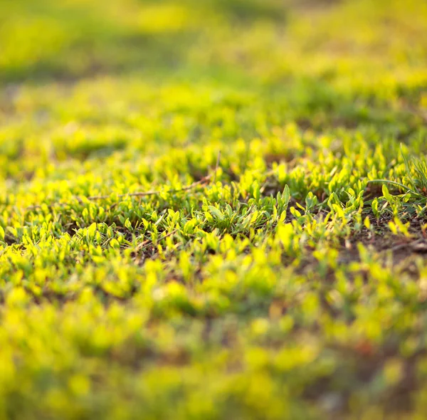 Gräs i solnedgångsljus — Stockfoto