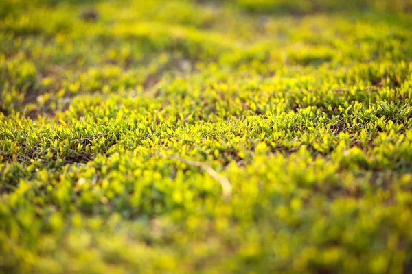 Трава в солнечном свете — стоковое фото