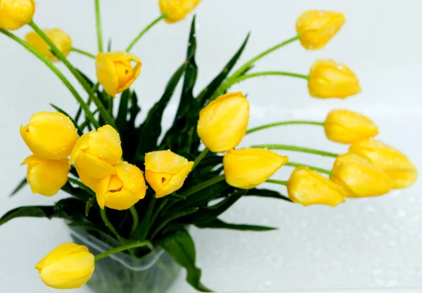 Tulipes jaunes — Photo