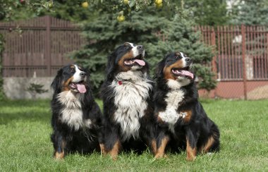 Üç bernese dağ köpeği portre