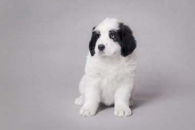 Little Landseer puppy portrait clipart