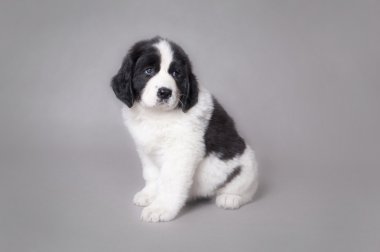 Little Landseer puppy portrait clipart