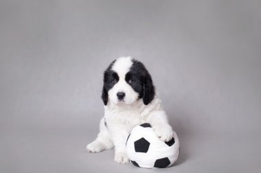 Little Landseer puppy with soccer ball portrait clipart