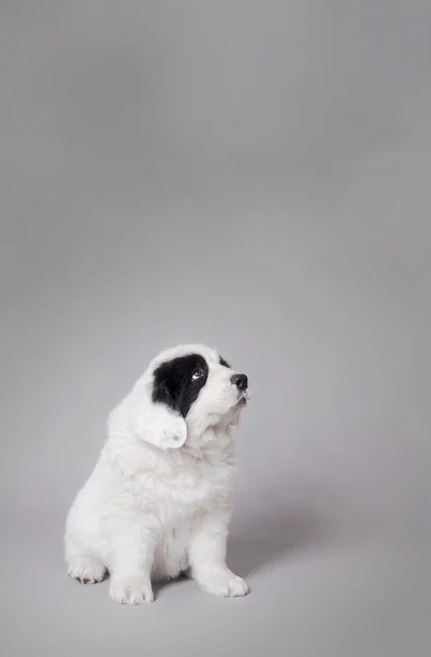 Pequeno retrato de cachorro Landseer — Fotografia de Stock