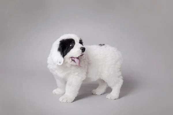 Piccolo Landseer ritratto cucciolo — Foto Stock