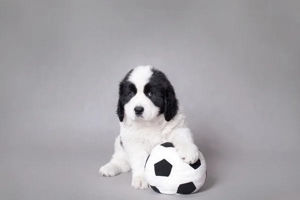 Little Landseer puppy with soccer ball portrait — Stock Photo, Image