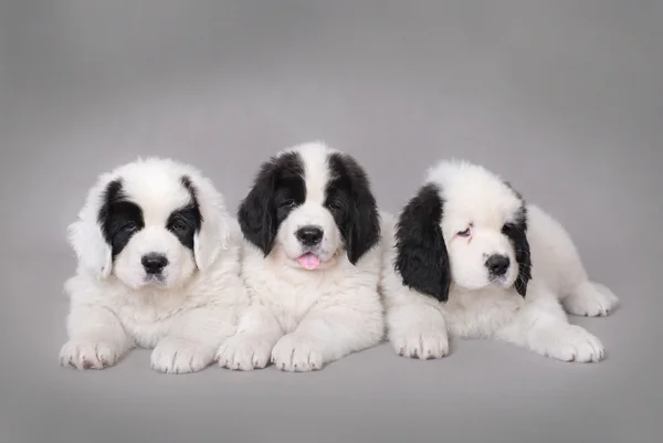Drie kleine landseer pups portret — Stockfoto