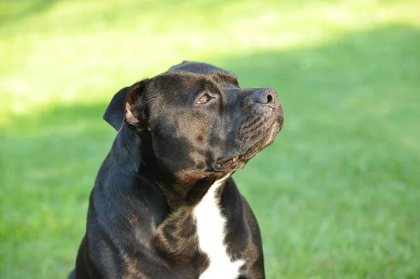 AMERICAN STAFFORDSHIRE TERRIER — Stock Photo, Image