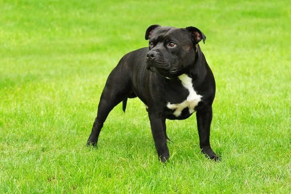 AMERICAN STAFFORDSHIRE TERRIER — Stock Photo, Image