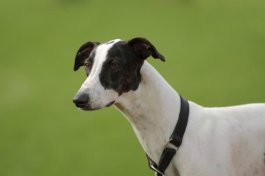 Greyhound köpek (olan) portre