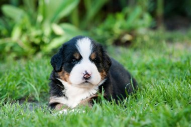 Bernese dağ köpeği köpek portre