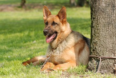 Alman kurdu (shepard) köpek portre