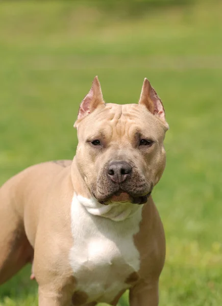 American Staffordshire terrier (Amstaff) dog portrait — Stock Photo ...