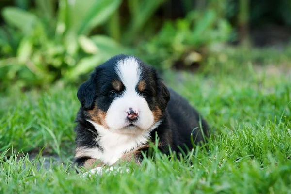 Bernese Mountain Dog puppy portrait — Stock Photo, Image