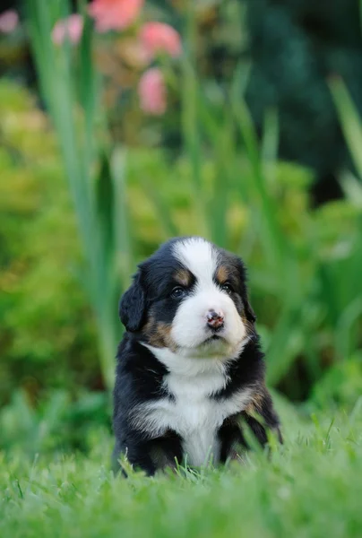 Berneński pies pasterski szczeniak portret — Zdjęcie stockowe