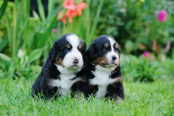 Два портрета бернской горной собаки — стоковое фото