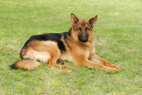 Portret psa owczarka niemieckiego (shepard) — Zdjęcie stockowe
