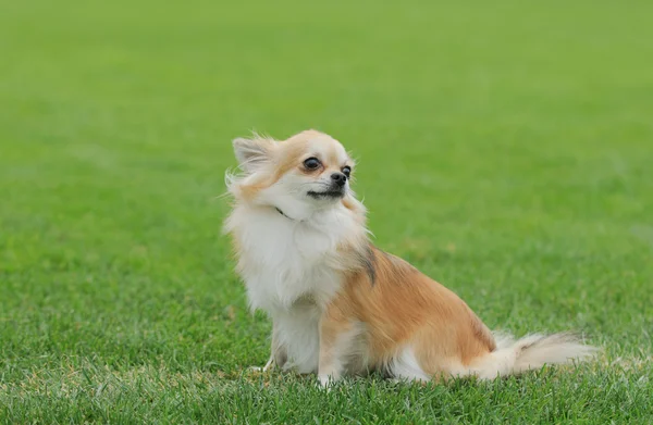 Chihuahua uzun saçlı köpek portre — Stok fotoğraf