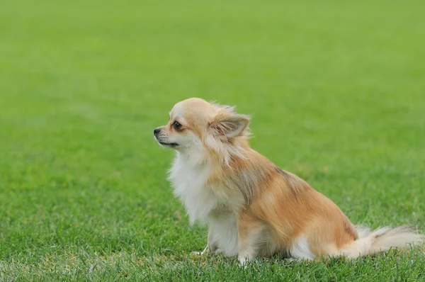 Chihuahua retrato de cabelos compridos — Fotografia de Stock