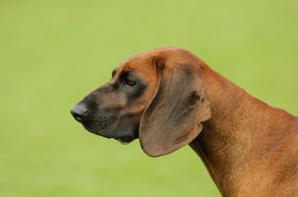 Portrét Bavorský horský pes (Scenthound) — Stock fotografie