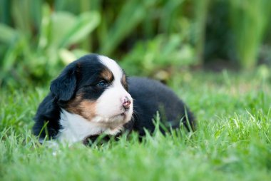 Bernese dağ köpeği köpek portre