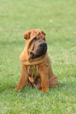 shar pei köpek yavrusu portre