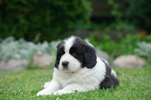 Little Landseer puppy portrait — Stock Photo, Image