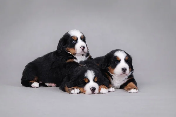 Tři BERNSKÝ SALAŠNICKÝ PES štěně portrét — Stock fotografie