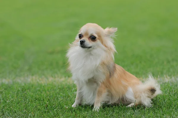 Chihuahua długowłosy pies portret — Zdjęcie stockowe