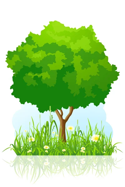 Izolované Zelený strom pozadí — Stockový vektor