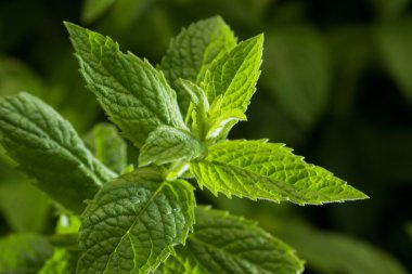Mint leaves clipart