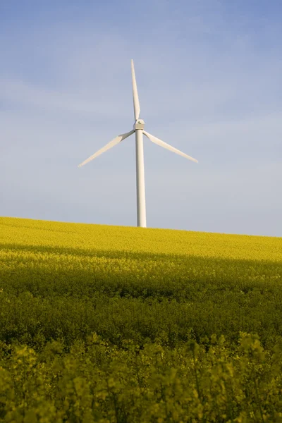 Windmill and rape field — Stock Photo, Image