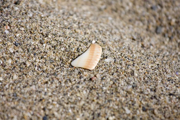 Schelpen op het zand — Stockfoto