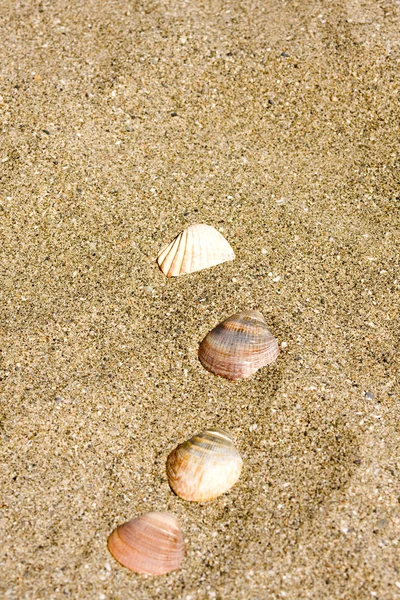Coquilles sur le sable — Photo