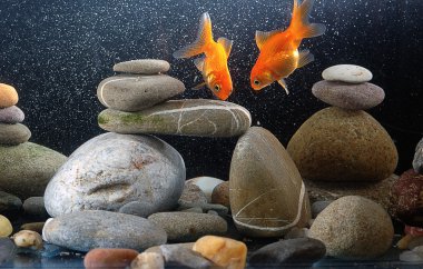 Couple goldfish clipart