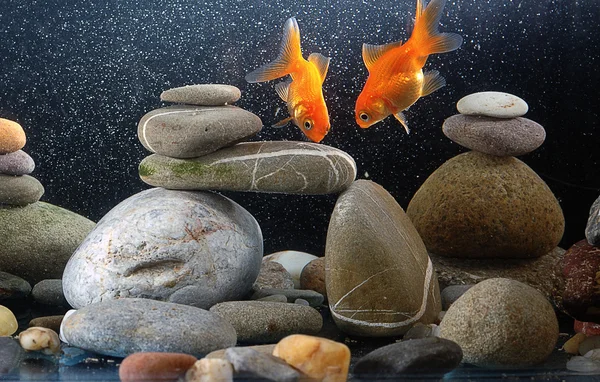 Casal peixinho dourado Fotografias De Stock Royalty-Free