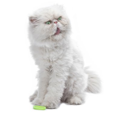 White Persian cat clipart