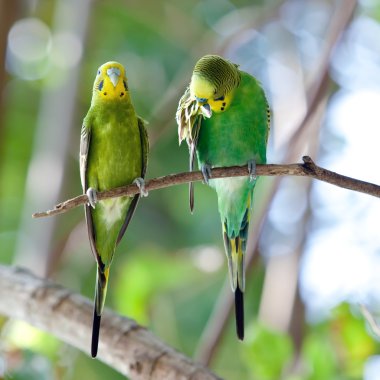 Budgerigars dalı