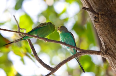 Budgerigars, dal üzerinde kabuk muhabbet kuşu