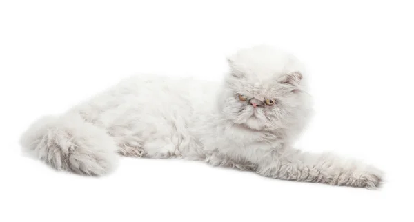 Biały kot — Zdjęcie stockowe